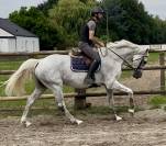 Très jolie jument hanovrienne 14 ans 1m68