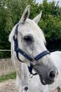Très jolie jument hanovrienne 14 ans 1m68