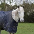 ? Demi-pension bien-être sur poney retraité – 25 ans –