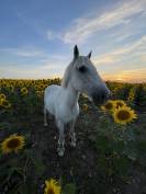 ? Demi-pension bien-être sur poney retraité – 25 ans –