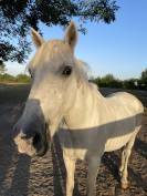 ? Demi-pension bien-être sur poney retraité – 25 ans –