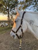 ? Demi-pension bien-être sur poney retraité – 25 ans –