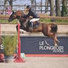 Semental PFS Poni Françés de Silla En venta 2013 Pelo de vaca por ulk d'été