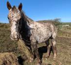 Magnifique jument Appaloosa de 11 ans