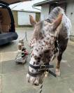 Magnifique jument Appaloosa de 11 ans