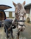 Magnifique jument Appaloosa de 11 ans