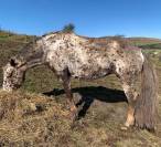 Magnifique jument Appaloosa de 11 ans