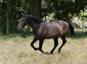 Entier PRE noir 2 ans