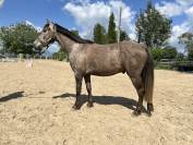 Très bon poney D à vendre