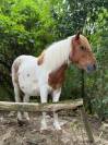 Vends shetland 