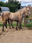 Hongre Connemara 2ans
