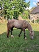 Hongre Connemara 2ans