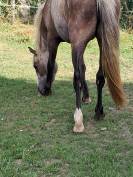 Hongre Connemara 2ans