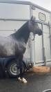 Ponette de sport C - 4 ans