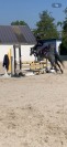 Ponette de sport C - 4 ans