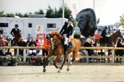 Post cavalière maison et possibilité concours 