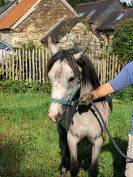 Veulen (vr) Welsh Pony (Section B) Te koop 2023 Schimmel ,  Jalisko de Kervé,WTC