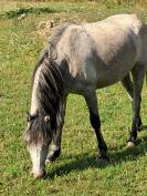 Veulen (vr) Welsh Pony (Section B) Te koop 2023 Schimmel ,  Jalisko de Kervé,WTC