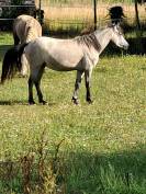 Veulen (vr) Welsh Pony (Section B) Te koop 2023 Schimmel ,  Jalisko de Kervé,WTC