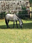 Veulen (vr) Welsh Pony (Section B) Te koop 2023 Schimmel ,  Jalisko de Kervé,WTC