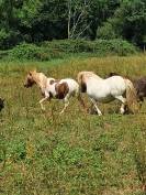 Ponette Shetland 2ans PP 