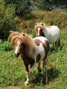 Ponette Shetland 2ans PP 