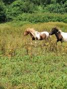 Ponette Shetland 2ans PP 