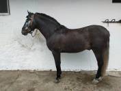 Veulen (ml) PRE Puur Ras Spaans Te koop 2020 Schimmel ,  Aire XV