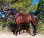 Jument Pure Race Espagnole