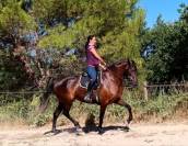 Jument Pure Race Espagnole