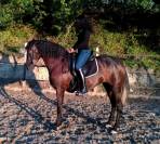 Jument Pure Race Espagnole