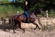 Jument Pure Race Espagnole