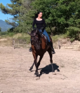 Jument Pure Race Espagnole