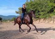 Jument Pure Race Espagnole