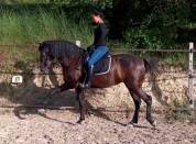 Jument Pure Race Espagnole