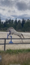 Cheval à confier 