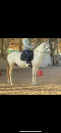 Cheval à confier 