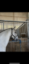 Cheval à confier 