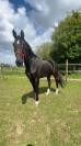 Cheval kwpn de 10 ans