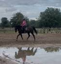 Cheval kwpn de 10 ans