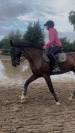 Cheval kwpn de 10 ans