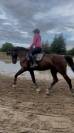 Cheval kwpn de 10 ans
