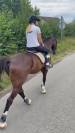 Cheval kwpn de 10 ans