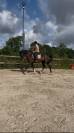 Cheval kwpn de 10 ans