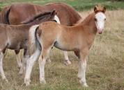 Veulen (ml) Welsh Pony (Section A) Te koop 2025 Koffie vos ,  IZ PERFECT DU KRYSTAL