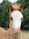 Veulen (ml) Welsh Pony (Section A) Te koop 2025 Koffie vos ,  IZ PERFECT DU KRYSTAL