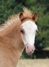 Veulen (ml) Welsh Pony (Section A) Te koop 2025 Koffie vos ,  IZ PERFECT DU KRYSTAL