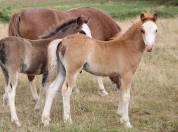 Veulen (ml) Welsh Pony (Section A) Te koop 2025 Koffie vos ,  IZ PERFECT DU KRYSTAL