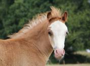 Veulen (ml) Welsh Pony (Section A) Te koop 2025 Koffie vos ,  IZ PERFECT DU KRYSTAL