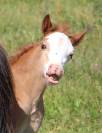 Veulen (ml) Welsh Pony (Section A) Te koop 2025 Koffie vos ,  IZ PERFECT DU KRYSTAL